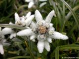 foto de flor Leontopodium Alpinum - Pie de Le�n - Flor de Nieve - Edelweiss con tama�o de 160X120; ver distintas medidas disponibles a la derecha